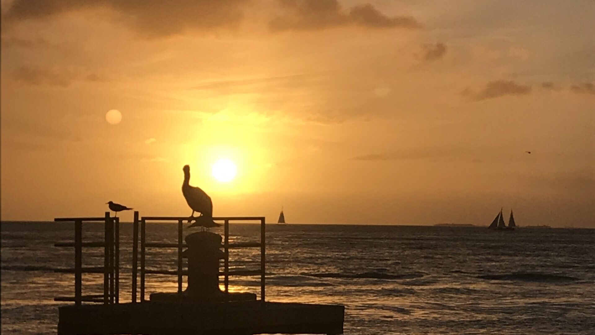Birds sit atop a handrail against a setting sun over the ocean